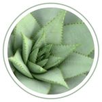 restore Restore and firm